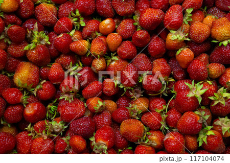 A colorful display of vibrant, fresh strawberries awaits your eyes and taste buds A colorful display of vibrant, fresh strawberries awaits your eyes and taste buds 117104074