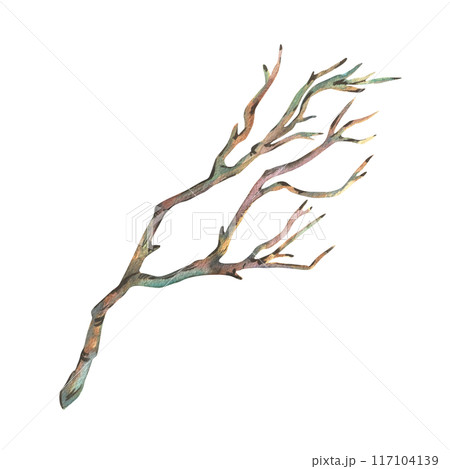 Brown dry tree branch without leaves. Watercolor illustration hand drawn in botanical style. Separate object element isolated from background. Brown dry tree branch without leaves. Watercolor illustration hand drawn in botanical style. Separate object element isolated from background. 117104139