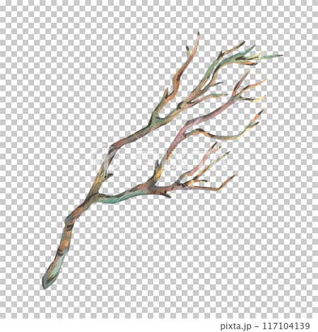 Brown dry tree branch without leaves. Watercolor illustration hand drawn in botanical style. Separate object element isolated from background. Brown dry tree branch without leaves. Watercolor illustration hand drawn in botanical style. Separate object element isolated from background. 117104139