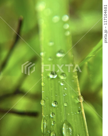 雨露に濡れる葉のマクロ撮影 117104681