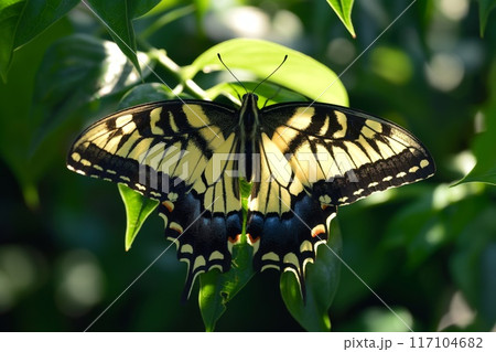 Close-up of a vibrant tiger swallowtail butterfly with wings spread on a green leaf, soaking up the sun 117104682