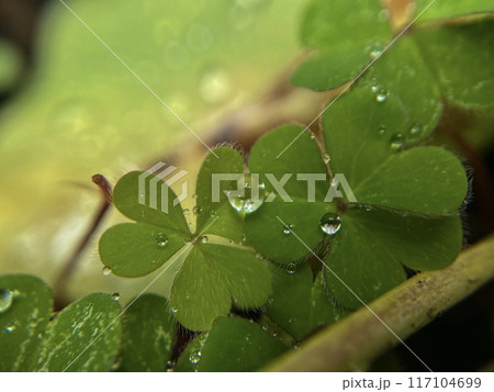 雨露に濡れる葉のマクロ撮影 117104699