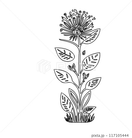 flower plant outline illustration sketch flower plant outline illustration sketch 117105444
