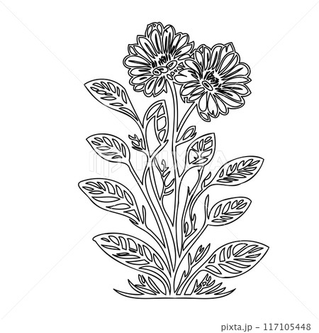 flower plant outline illustration sketch  117105448