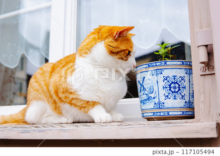 スイスのインターラーケンの猫 117105494