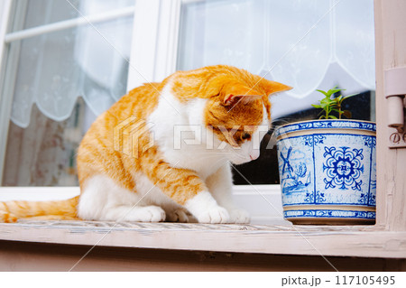 スイスのインターラーケンの猫 117105495