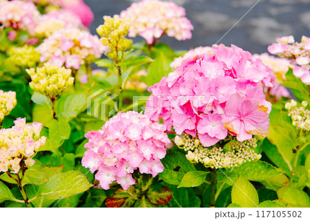 スイスの大自然の花 117105502