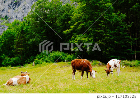 スイスのインターラーケンの大自然の風景 117105528