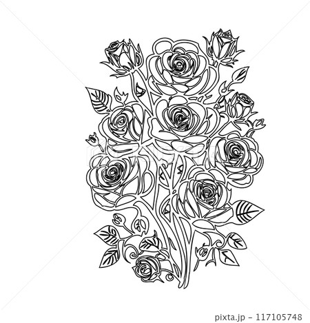 roses flower outline illustration sketch  117105748