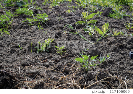 Soil Bed Prepared for Planting with Young Greens Emerging. High quality photo 117106069