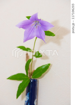 キキョウの一輪ざし キキョウの一輪ざし 117106203