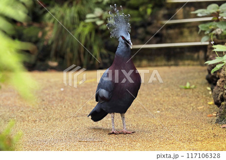 Close-up of Victoria's Blue-crowned Pigeon. Detail of a Dara Mahkota Victoria (Goura victoria) Close-up of Victoria's Blue-crowned Pigeon. Detail of a Dara Mahkota Victoria (Goura victoria) 117106328