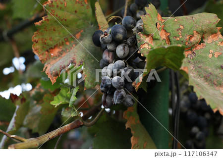 Detail of growing grapes in trouble, grape disease, bunch drying. Disease of young grapes. 117106347