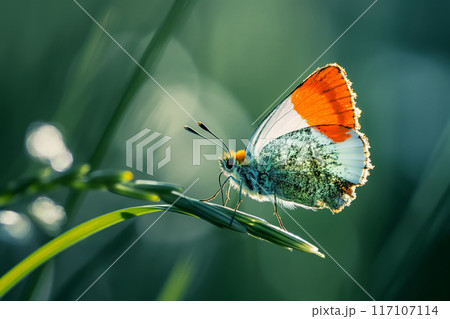 Macro shot of a vibrant orange tip butterfly perched delicately on a blade of grass 117107114