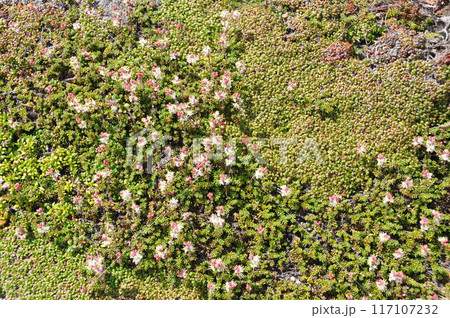 北海道　大雪山縦走　雲の平に咲くチシマツガザクラ 117107232