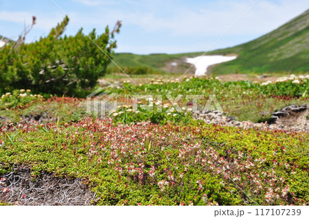 北海道　大雪山縦走　雲の平に咲くチシマツガザクラ 117107239
