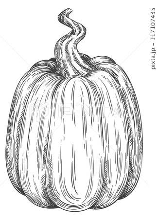 Hand drawn pumpkin. Fall season gourd sketch 117107435
