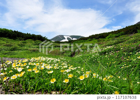 北海道　大雪山縦走　雲の平に咲くチングルマ 117107638