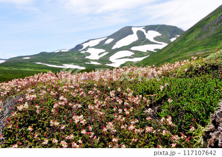 北海道　大雪山縦走　雲の平に咲くチシマツガザクラと北鎮岳の鳥の雪形 117107642