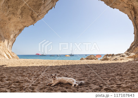 Cat Relaxing on Cala Luna Beach Sardinia Cat Relaxing on Cala Luna Beach Sardinia 117107643