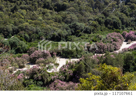 Lush Greenery Near Cala Luna Sardinia 117107661