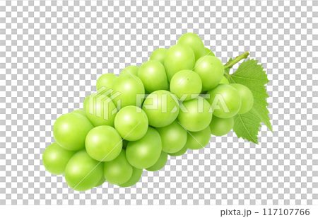 閃耀馬斯喀特插圖真正的葡萄 117107766