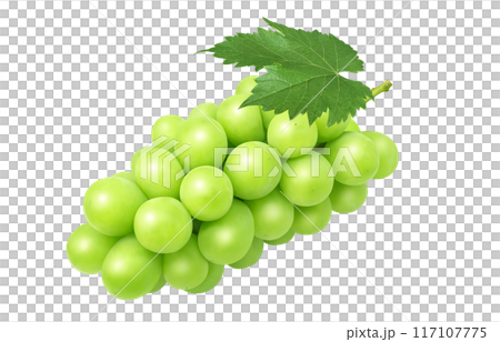 閃耀馬斯喀特插圖真正的葡萄 117107775