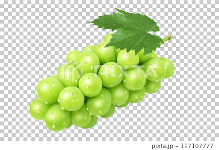 閃耀馬斯喀特插圖真正的葡萄 117107777