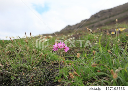 エゾコザクラの花 エゾコザクラの花 117108588