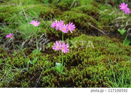 エゾコザクラの花 117108592