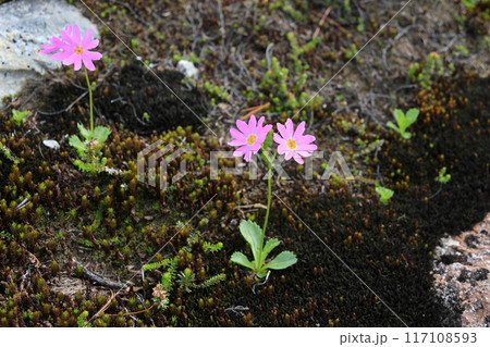 エゾコザクラの花 117108593