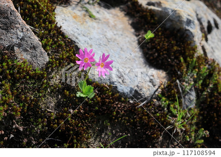 エゾコザクラの花 117108594
