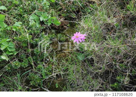 エゾコザクラの花 エゾコザクラの花 117108620