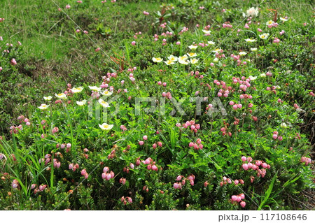 エゾノツガザクラの花 117108646