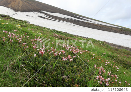エゾノツガザクラの花 エゾノツガザクラの花 117108648