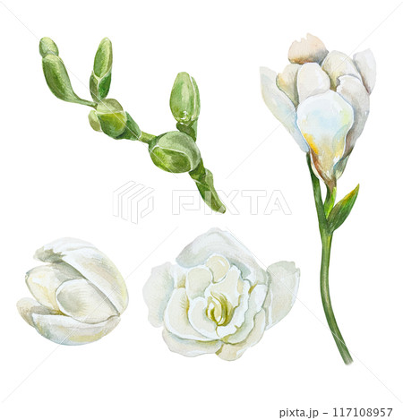 Freesia, white flowers and green buds, set. Hand drawn botanical watercolor illustration isolated on white. For birthday cards, wedding invitations, labels, covers, banners, posters. Freesia, white flowers and green buds, set. Hand drawn botanical watercolor illustration isolated on white. For birthday cards, wedding invitations, labels, covers, banners, posters. 117108957