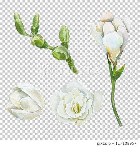 Freesia, white flowers and green buds, set. Hand drawn botanical watercolor illustration isolated on white. For birthday cards, wedding invitations, labels, covers, banners, posters. Freesia, white flowers and green buds, set. Hand drawn botanical watercolor illustration isolated on white. For birthday cards, wedding invitations, labels, covers, banners, posters. 117108957