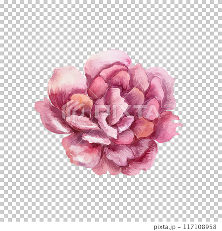 Peony, burgundy flower. Hand drawn botanical watercolor illustration isolated on white. For birthday cards, wedding invitations, banners, posters, labels, covers. 117108958