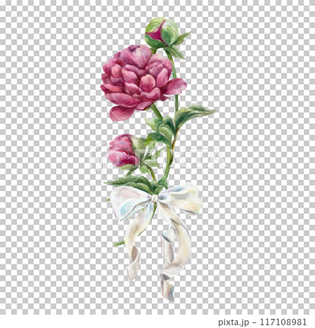 Peonies, burgundy flowers with a white bow. Hand drawn botanical watercolor illustration isolated on white. For birthday cards, wedding invitations, covers, labels, posters, banners. Peonies, burgundy flowers with a white bow. Hand drawn botanical watercolor illustration isolated on white. For birthday cards, wedding invitations, covers, labels, posters, banners. 117108981
