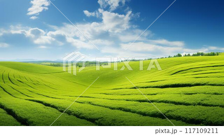 Beautiful spring landscape with green field and blue sky Nature background 117109211