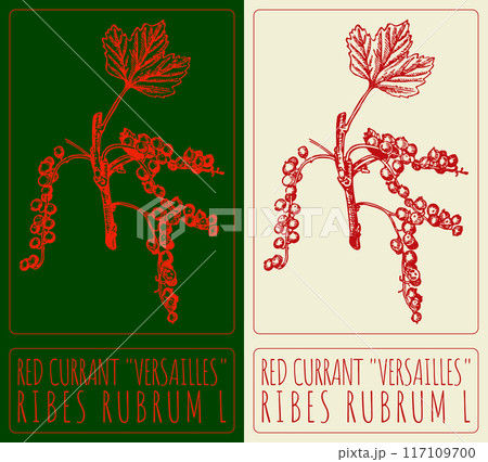 Vector drawing RED CURRANT VERSAILLES. Hand drawn illustration. Latin name is RIBES RUBRUM L Vector drawing RED CURRANT VERSAILLES. Hand drawn illustration. Latin name is RIBES RUBRUM L 117109700