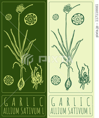 Vector drawing GARLIC. Hand drawn illustration. Latin name is ALLIUM SATIVUM L Vector drawing GARLIC. Hand drawn illustration. Latin name is ALLIUM SATIVUM L 117110081