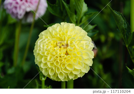 Fresh yellow Dahlia flower in a garden 117110204