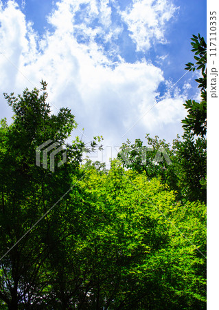 戸山公園の緑イメージ 117110335