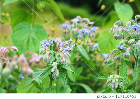 ボリジの花 117110453
