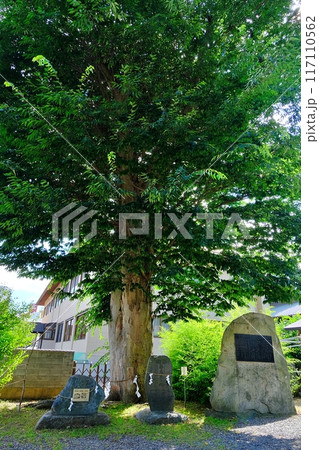 三ツ石神社の伽羅木 三ツ石神社の伽羅木 117110562