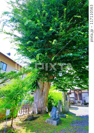 三ツ石神社の伽羅木 117110563