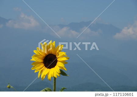 夏の青空とひまわり畑に咲くひまわり 117110601