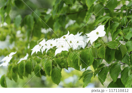 ヤマボウシ ヤマボウシ 117110812