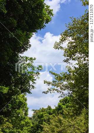 戸山公園の緑イメージ 戸山公園の緑イメージ 117111070